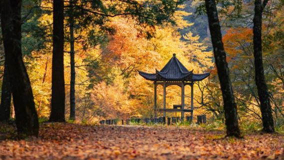 [Bermula dan berakhir di Hanzhong] Lawatan sehari Taman Hutan Negara Lipping Hanzhong