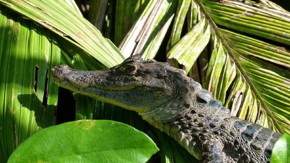 Tortuguero