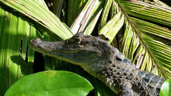 Tortuguero