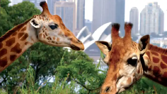 悉尼塔龍加動物園+Captain Cook 來回船票