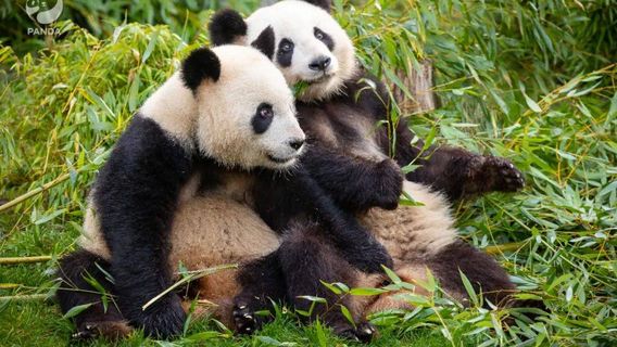 ChengduTours