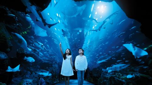 Dubai Attraction: Dubai Aquarium & Underwater Zoo Day Tours 7