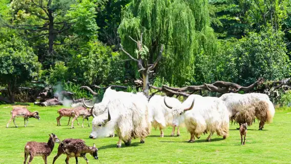 鄭州全境包車團/機場接送專業導遊/專業翻譯/地陪/商務翻譯/普通翻譯