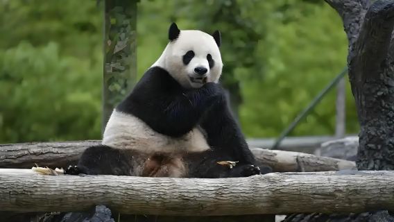 Depart from Chengdu: Wolong Shenshuping Base of Giant Pandas + Yingxiu Epicenter Site one-day tour