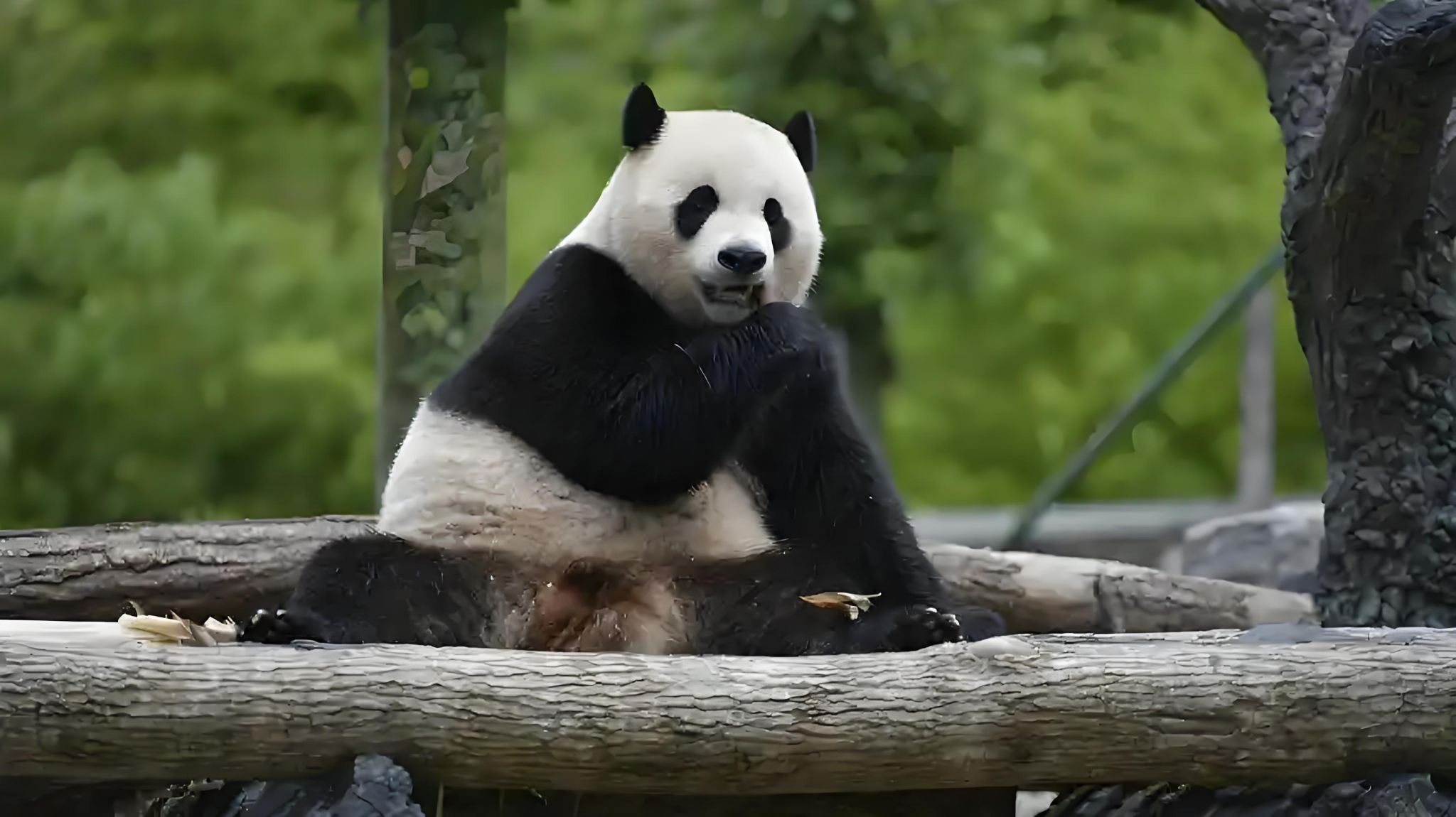 Departing from Chengdu: Wolong China Giant Panda Shenshuping Base + Yingxiu Earthquake Site 1-Day Tour