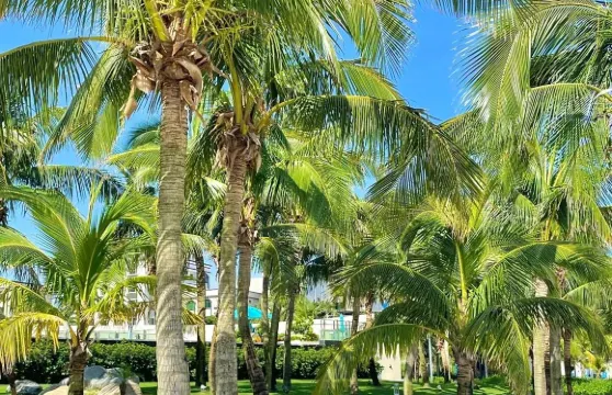 陽江海陵島+北洛秘境一日遊可選英文服務不含門票