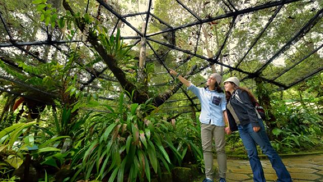 Full-Day Kinabalu Park and Poring Hot Spring Day Trip