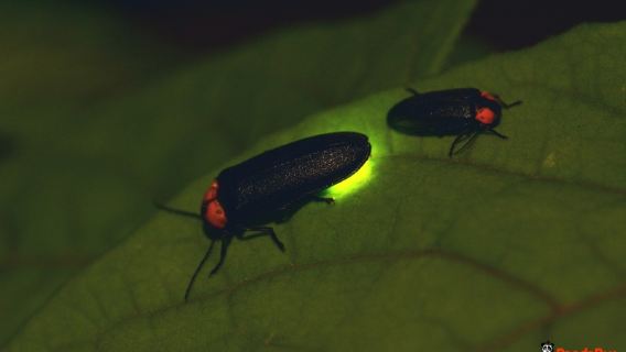 クアラルンプール発|蛍鑑賞クルーズツアー|日本語ガイド|半日ツアー|午後|夕食あり/クアラセランゴール川