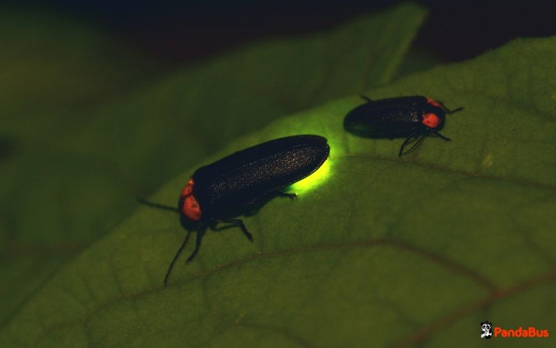 クアラルンプール発｜蛍鑑賞クルーズツアー｜日本語ガイド｜半日ツアー｜午後｜夕食あり/クアラセランゴール川