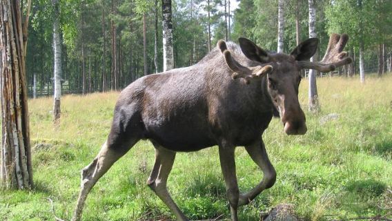 Rovaniemi: Day Trip to Ranua Wildlife Park