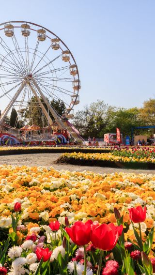 Australia capital Canberra flower viewing 1-day tour [includes lunch/Chinese & English service/flower festival]