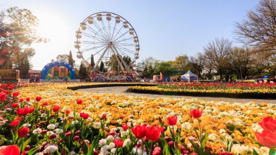 澳洲坎培拉與花展一日遊【2025百花藝術季/含午餐】