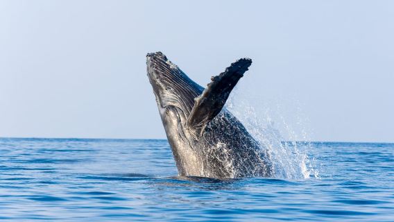 Ma'alaea Harbor: Whale Watching Tour Aboard Power Catamaran