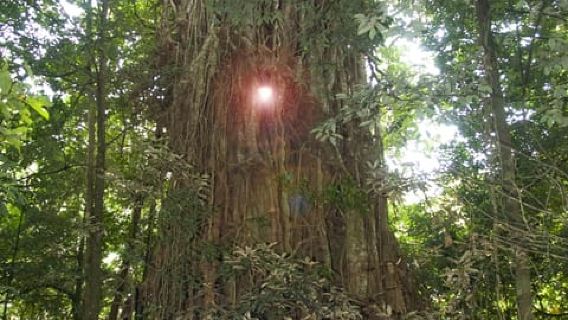 Cairns: Forest and Waterfalls Half-Day 4WD Guided Adventure