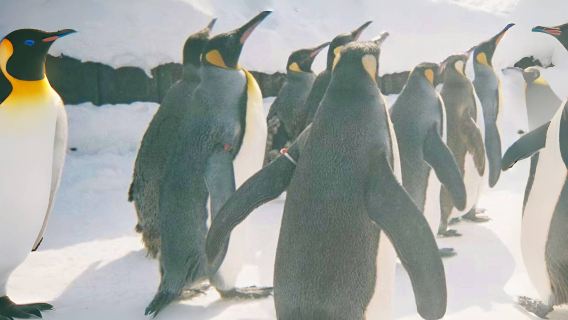 Hokkaido Summer Adventure from Sapporo: Asahiyama Zoo, Blue Pond & Shirahige Falls