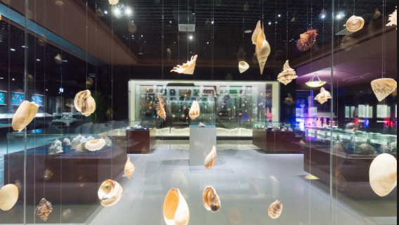 黃島金沙灘+貝殼博物館+明月海藻世界一日/親子研學