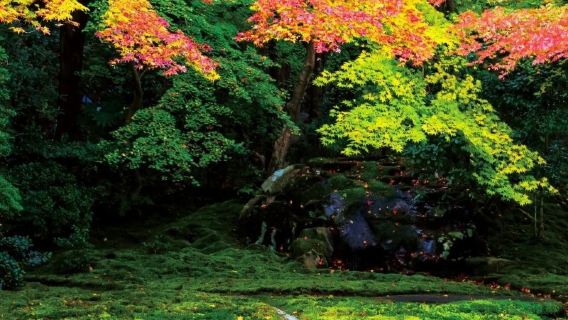 Kyoto Arashiyama Sagano Scenic Railway Rurikoin and Sanzenin Temple 1-day tour with Hotel Pickup