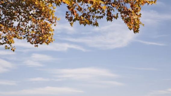 Hangzhou Leifeng Pagoda + Su Causeway Stroll + West Lake Cruise + guide Half-Day Tour