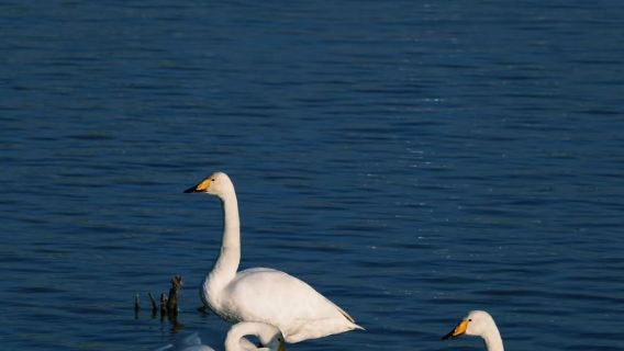 威海商務車打卡遊，暢享浪漫海濱九站之旅