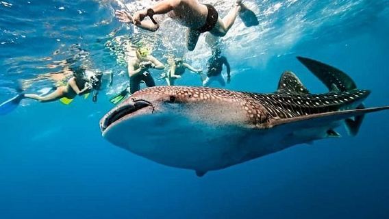 Oslob Walhai-Tagestour in Cebu, Philippinen | Sumilon Island + Wasserfall + Hin- und Rücktransfer