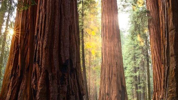 San Francisco round-trip to Yosemite National Park and Sequoia National Park - private charter - top pick