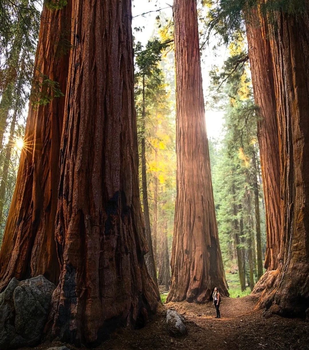 San Francisco round-trip to Yosemite National Park and Sequoia National Park - private charter - top pick