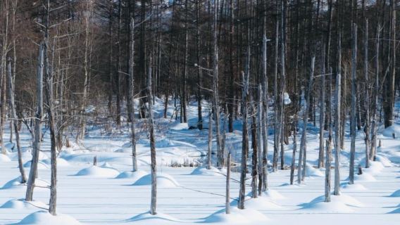 Rondreis door Hokkaido: Dierentuin Asahiyama, Biei-watervallen en Ningle Terrace