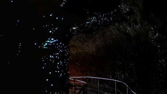 [ทัวร์ออสเตรเลียออกจากบริสเบน] ทัวร์ 1 วันกลุ่มเล็กภาษาอังกฤษหิ่งห้อยแสงสีฟ้าที่เขา Tamborine