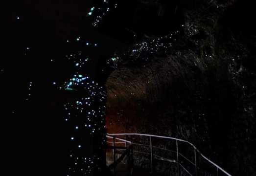 [Australia Tour Departing from Brisbane] Glow Worm Tamborine Mountain Small Group English Day Tour AUD 134.49