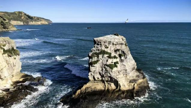 Auckland join-in 1-day tour: Watch seabirds at Muriwai Gannet Colony ~ Stroll through Devonport ~ Enjoy panoramic views from Mount Eden