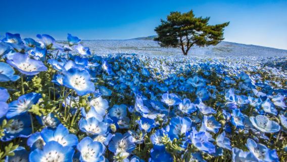 Hitachi Seaside Park, Oarai "Sea Torii" & Ushiku Great Buddha Day Trip