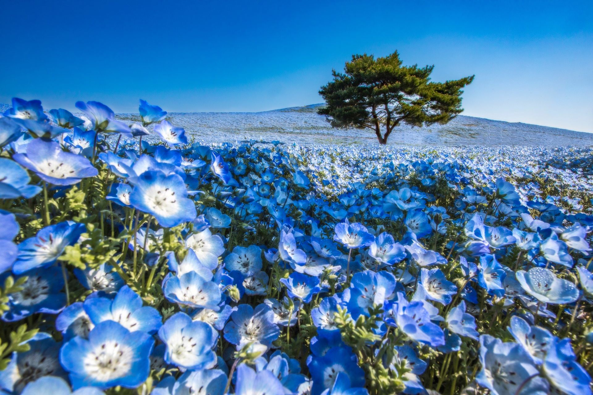 Hitachi Seaside Park, Oarai "Sea Torii" & Ushiku Great Buddha Day Trip