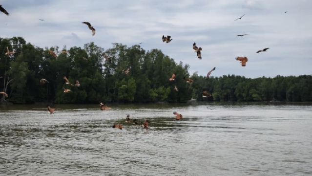 Penang to Taiping Kuala Sepetang Eco Fishing Village Day Tour