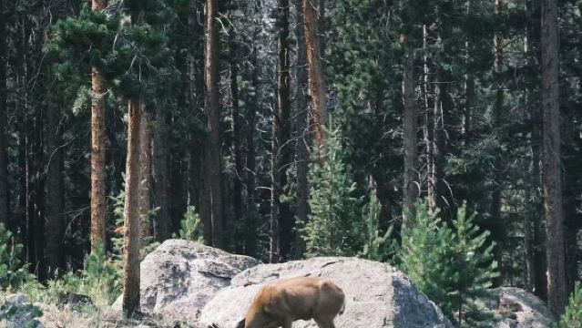 美國丹佛紅石公園及露天劇場+落磯山國家公園【中文私家包車+舒適純淨】