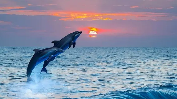 Bohol: Excursión de un día para avistar delfines, isla Virgen y esnórquel en Balicasag|Encuentro con tortugas marinas
