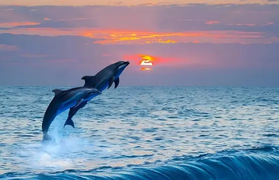 薄荷島：觀海豚+處女島+巴里卡薩浮潛一日遊|偶遇海龜