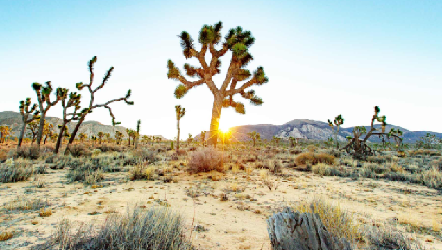 1-day tour to Joshua Tree National Park in Twentynine Palms, California (admission ticket not included)