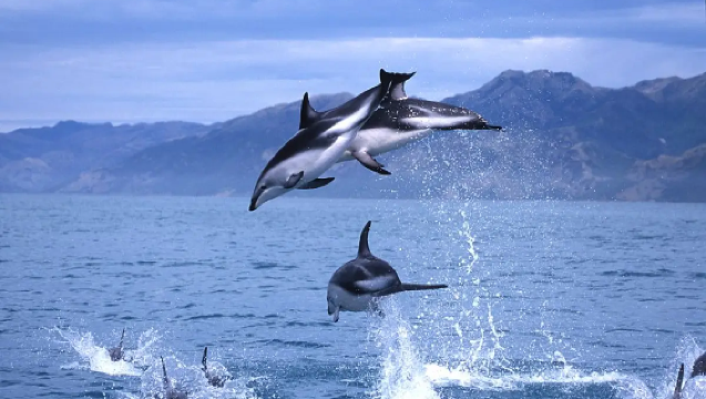 Whale watching in Kaikoura, New Zealand - close encounters at sea | Optional VIP viewing cabin