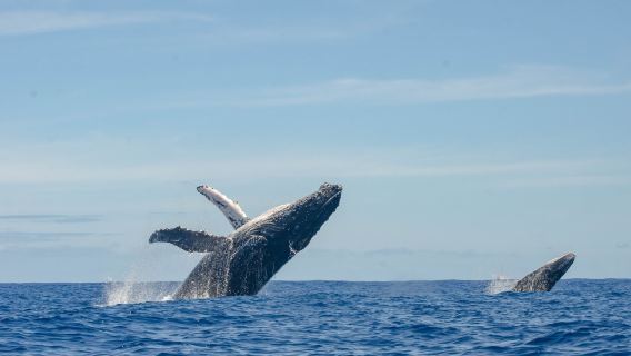 Private Whale Watching in Mauritius