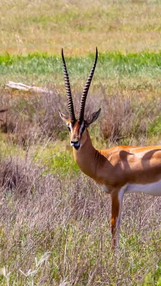 Tour to Tsavo National Park from Mombasa/Mtwapa/Diani/Tiwi, Kenya