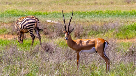 Passeio ao Parque Nacional de Tsavo Oriental com partida de Mombaça/Mtwapa/Diani/Tiwi no Quênia