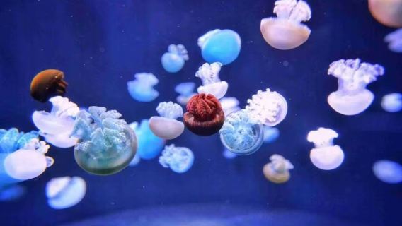 【新加坡親子趣味遊】聖淘沙島+海洋館+魚尾獅・歡迎諮詢定制