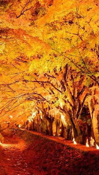 Mount Fuji | Lake Kawaguchi Maple Corridor/Oishi Park · Trending Lawson · Gotemba Premium Outlets · Matcha experience!