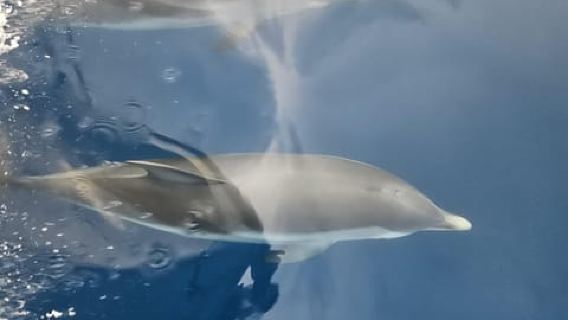 Taormina: Dolphin Watching Boat Tour
