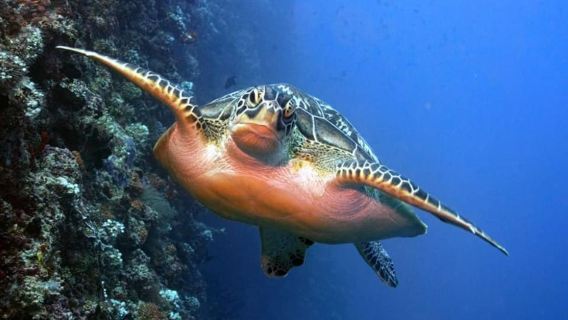 Maldives: Swim with Stingrays & Explore 3 Snorkelling Sites