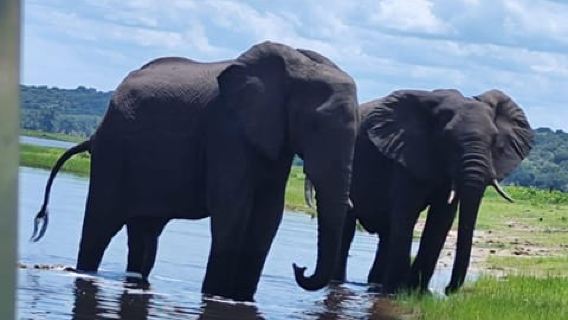 Livingstone: Game Drive, Crocodile Viewing, & Falls Tour