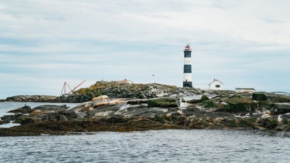 Victoria: Przygoda z obserwacją wielorybów łodzią Zodiac