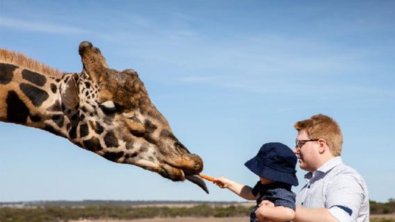 Giraffe Safari & a Day at Monarto Safari Park