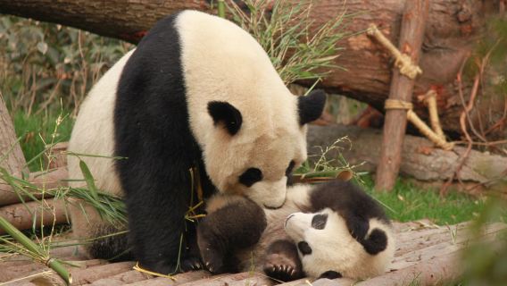 Day Tour to Chengdu Panda Base and Leshan Giant Buddha ( Group Tour )
