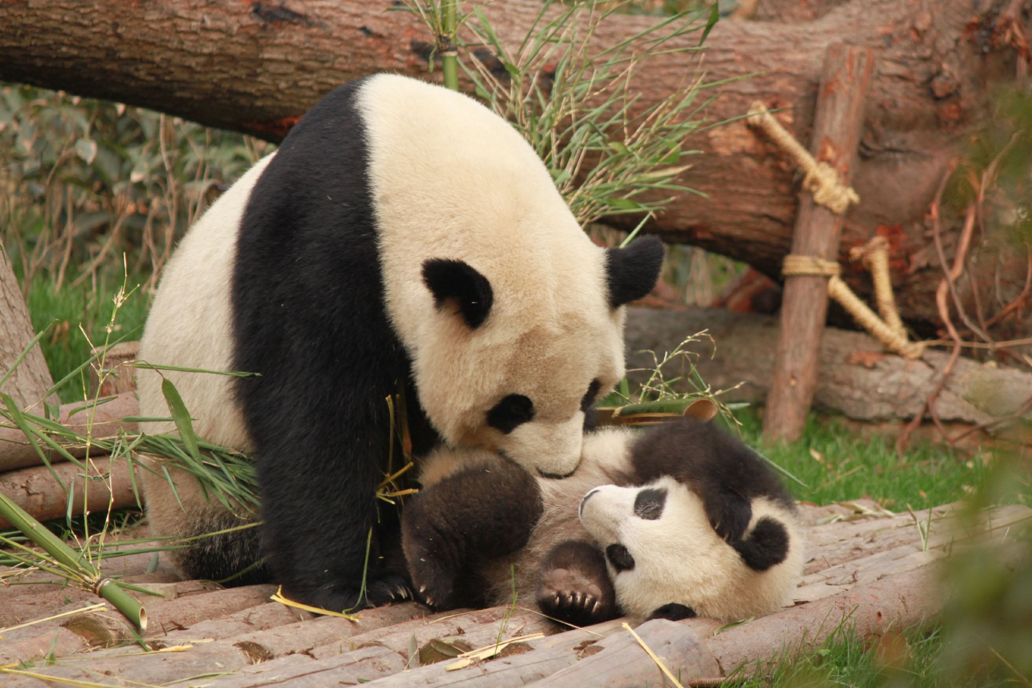 Chengdu Panda Research Base Half Day Private Guided Tour